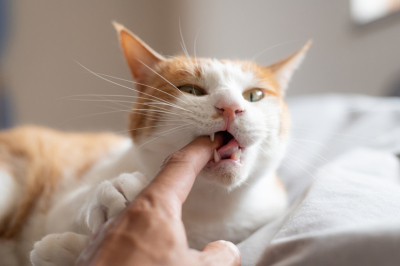 Укус кошки во сне: что значит для любви и денег