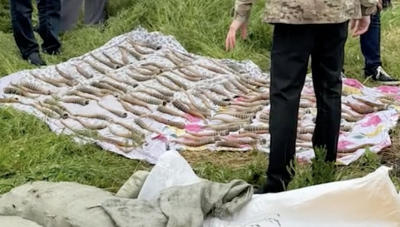 1,5 тыс. рогов сайгака пытались сбыть в Алматы и ЗКО