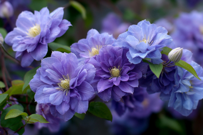 Рассыпала пакетик семян в апреле &mdash; в июне беседка утонет в облаке сиренево-голубых шаров. Многолетник-мечта