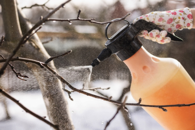 Старый дачный прием: два раствора против всех болезней и вредителей