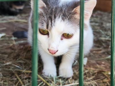 Волонтеры помогут бездомным кошкам и собакам найти хозяев в Тюмени: &laquo;Менять судьбы здесь и сейчас&raquo;
