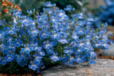 Синее облако на участке за 5 минут ухода: этот растение не боится жары и цветет до заморозков