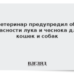 Ветеринар предупредил об опасности лука и чеснока для кошек и собак
