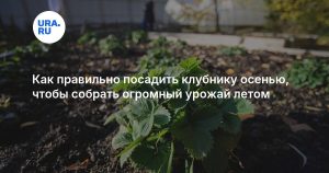 Как правильно посадить клубнику осенью, чтобы собрать огромный урожай летом