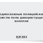 Подмосковные полицейские сожгли поле дикорастущей конопли