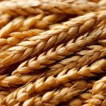 Польша и Румыния отказались наращивать транзит украинского зерна