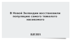 В Новой Зеландии восстановили популяцию самого тяжелого насекомого