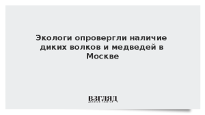Экологи опровергли наличие диких волков и медведей в Москве